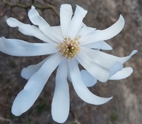 Centennial Star Magnolia, Magnolia stellata 'Centennial'
